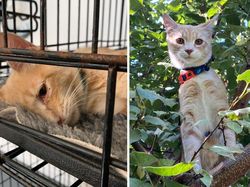 Dulu Tampak Menyedihkan, Setelah Diadopsi Kucing Ini Bikin Pangling