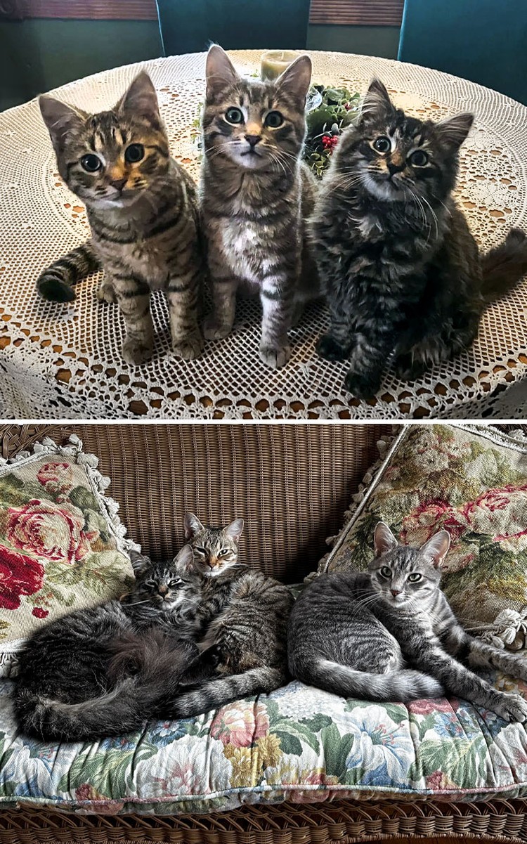 Dulu Tampak Menyedihkan, Setelah Diadopsi Kucing Ini Bikin Pangling
