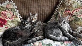 Saya menyelamatkan 3 anak kucing dari lokasi pekerjaan konstruksi saya. Kini mereka sudah tumbuh dan sangat saya sayangi Foto: Boredpanda
