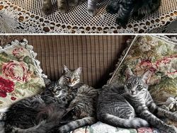 Dulu Tampak Menyedihkan, Setelah Diadopsi Kucing Ini Bikin Pangling