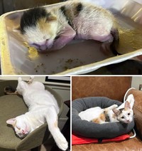 Dulu Tampak Menyedihkan, Setelah Diadopsi Kucing Ini Bikin Pangling