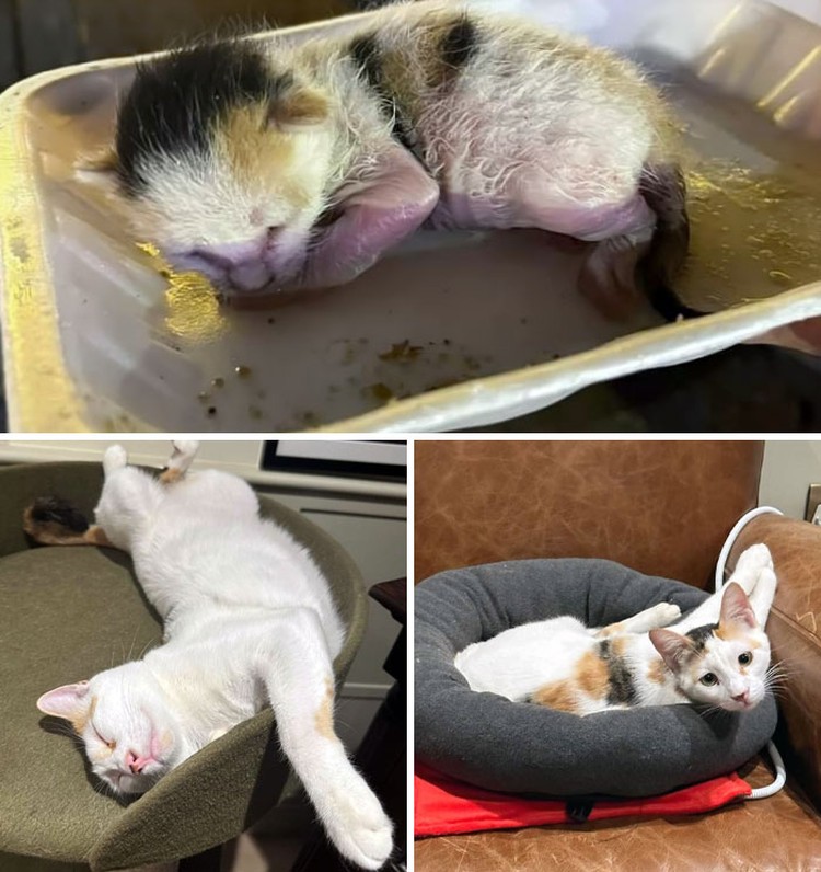 Dulu Tampak Menyedihkan, Setelah Diadopsi Kucing Ini Bikin Pangling