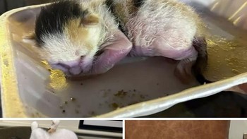 Bella ditemukan dalam kotak makanan di jalanan di Mesir tahun lalu, kini dia berada di rumah barunya di Inggris Foto: Boredpanda