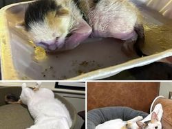 Dulu Tampak Menyedihkan, Setelah Diadopsi Kucing Ini Bikin Pangling