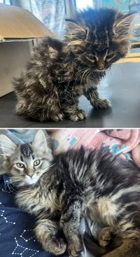 Dulu Tampak Menyedihkan, Setelah Diadopsi Kucing Ini Bikin Pangling