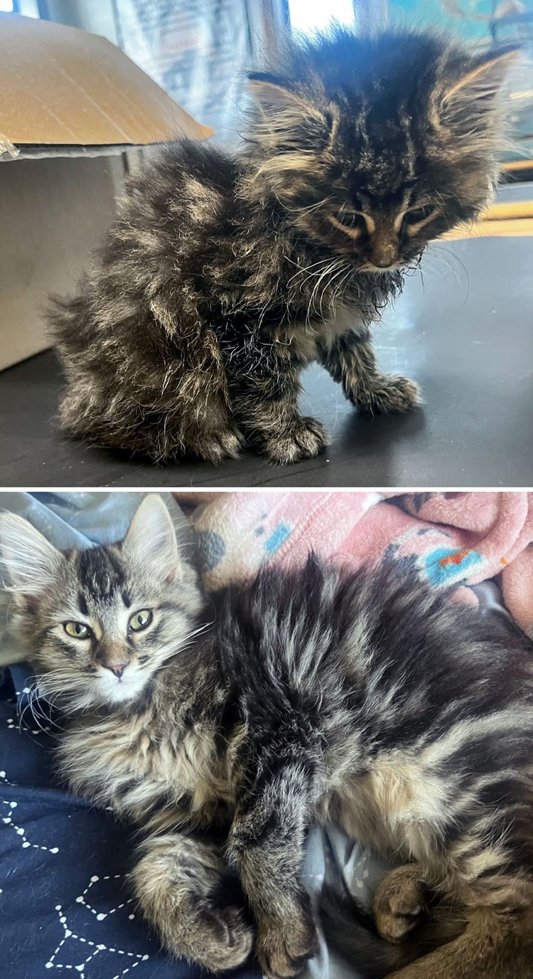 Dulu Tampak Menyedihkan, Setelah Diadopsi Kucing Ini Bikin Pangling