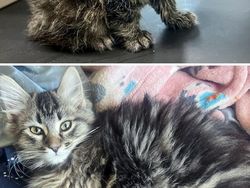 Dulu Tampak Menyedihkan, Setelah Diadopsi Kucing Ini Bikin Pangling