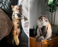 Dulu Tampak Menyedihkan, Setelah Diadopsi Kucing Ini Bikin Pangling
