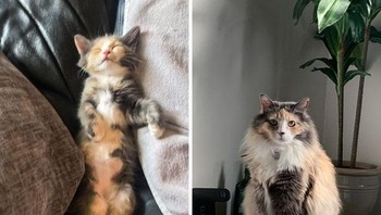 Para petani memberi makan anak kuicng kepada anjing mereka. Dan saya menyelamat si cantik ini Foto: Boredpanda