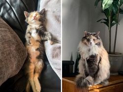 Dulu Tampak Menyedihkan, Setelah Diadopsi Kucing Ini Bikin Pangling