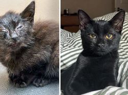 Dulu Tampak Menyedihkan, Setelah Diadopsi Kucing Ini Bikin Pangling