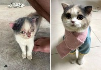 Dulu Tampak Menyedihkan, Setelah Diadopsi Kucing Ini Bikin Pangling