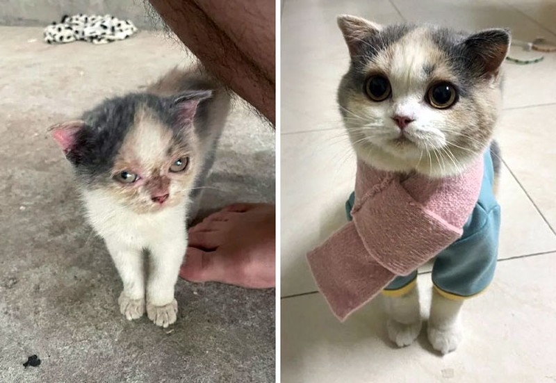 Dulu Tampak Menyedihkan, Setelah Diadopsi Kucing Ini Bikin Pangling