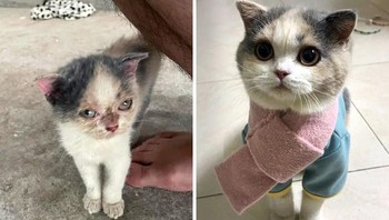Sebelum dan setelah 6 bulan diadopsi. Foto: Boredpanda