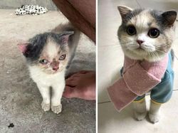 Dulu Tampak Menyedihkan, Setelah Diadopsi Kucing Ini Bikin Pangling