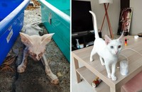 Dulu Tampak Menyedihkan, Setelah Diadopsi Kucing Ini Bikin Pangling