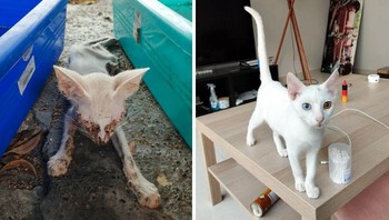 sebelum vs setelah ayah saya menyelamatkan anak kucing ini Foto: Boredpanda
