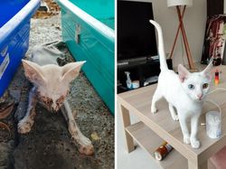 Dulu Tampak Menyedihkan, Setelah Diadopsi Kucing Ini Bikin Pangling