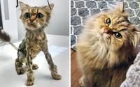 Dulu Tampak Menyedihkan, Setelah Diadopsi Kucing Ini Bikin Pangling