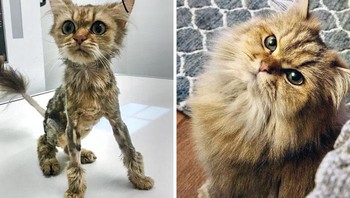 Saya menemukan k ucing ini sangat kurus dan kusut, dan kini masih tidak percaya transformasi yang terjadi Foto: Boredpanda