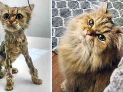 Dulu Tampak Menyedihkan, Setelah Diadopsi Kucing Ini Bikin Pangling