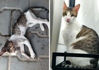 Dulu Tampak Menyedihkan, Setelah Diadopsi Kucing Ini Bikin Pangling