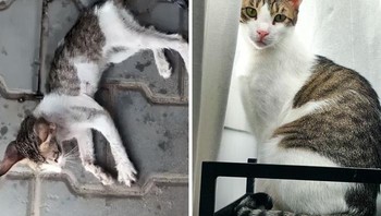 Ini adalah Timon, kucing yang pernah saya ingin kubur saat pertama kali melihatnya karena ku pikir dia sudah mati. Kini dia sudah berusia 2 tahun dan tumbuh sehat Foto: Boredpanda