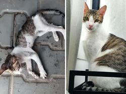 Dulu Tampak Menyedihkan, Setelah Diadopsi Kucing Ini Bikin Pangling