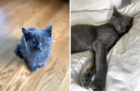 Dulu Tampak Menyedihkan, Setelah Diadopsi Kucing Ini Bikin Pangling