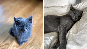 Bayi kucing ditemukan di bawah tempat sampak di belakang sebuh restoran, kini kondiisnya sudah jauh lebih baik Foto: Boredpanda