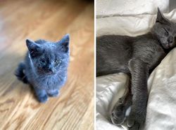 Dulu Tampak Menyedihkan, Setelah Diadopsi Kucing Ini Bikin Pangling