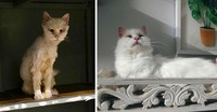 Dulu Tampak Menyedihkan, Setelah Diadopsi Kucing Ini Bikin Pangling