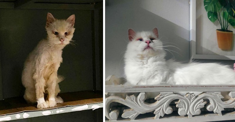 Dulu Tampak Menyedihkan, Setelah Diadopsi Kucing Ini Bikin Pangling