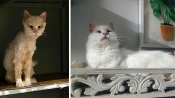 Harry sebelum dan setelah diadopsi. Foto: Boredpanda