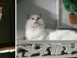 Dulu Tampak Menyedihkan, Setelah Diadopsi Kucing Ini Bikin Pangling