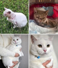 Dulu Tampak Menyedihkan, Setelah Diadopsi Kucing Ini Bikin Pangling