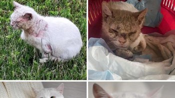 Kucing putih gembul menggemaskan bernama Casper, sebelum dan setelah diadopsi. Foto: Boredpanda