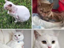 Dulu Tampak Menyedihkan, Setelah Diadopsi Kucing Ini Bikin Pangling