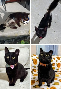 Dulu Tampak Menyedihkan, Setelah Diadopsi Kucing Ini Bikin Pangling