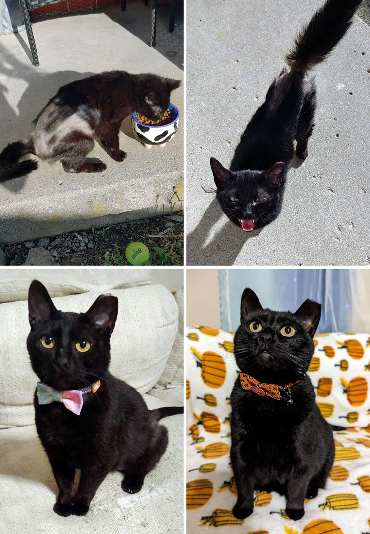 Dulu Tampak Menyedihkan, Setelah Diadopsi Kucing Ini Bikin Pangling