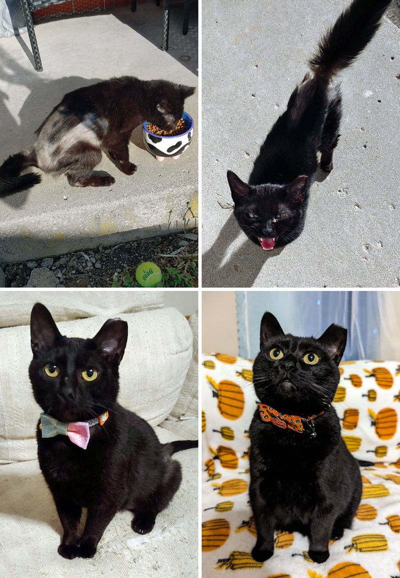 Dulu Tampak Menyedihkan, Setelah Diadopsi Kucing Ini Bikin Pangling