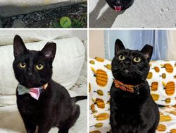 Dulu Tampak Menyedihkan, Setelah Diadopsi Kucing Ini Bikin Pangling