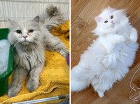 Dulu Tampak Menyedihkan, Setelah Diadopsi Kucing Ini Bikin Pangling