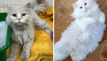 Mrrmrr Glow-Up, dulu kurus tidak terawat kini gembul bak putri yang dimanjakan. Foto: Boredpanda