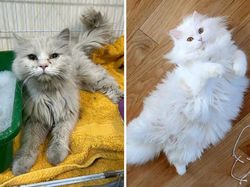 Dulu Tampak Menyedihkan, Setelah Diadopsi Kucing Ini Bikin Pangling