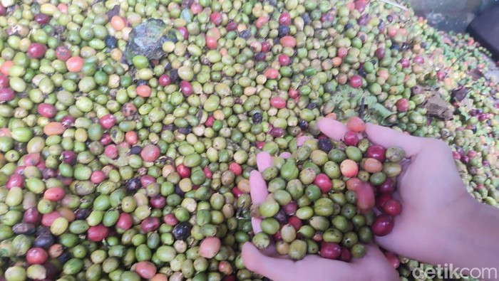 Harga kopi di Lubuklinggau naik, petani merasakan dampaknya.