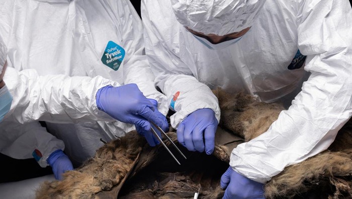 Ilmuwan Rusia Temukan Bangkai Serigala Berusia 44 Ribu Tahun, Ini Potretnya Scientists perform an autopsy of an ancient wolf, frozen in permafrost for more than 44,000 years and found by locals in Yakutia, at the laboratory of the North-Eastern Federal University in Yakutsk, Russia June 18, 2024. Michil Yakovlev/North-Eastern Federal University/Handout via REUTERS THIS IMAGE HAS BEEN SUPPLIED BY A THIRD PARTY. NO RESALES. NO ARCHIVES. MANDATORY CREDIT.