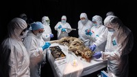 Ilmuwan di wilayah Yakutia, timur laut Rusia, melakukan otopsi terhadap seekor serigala yang membeku di lapisan es selama sekitar 44.000 tahun. Sebuah penemuan yang menurut mereka merupakan penemuan pertama dari jenisnya. Ditemukan secara kebetulan oleh penduduk setempat di distrik Abyyskiy Yakutia pada tahun 2021, tubuh serigala tersebut baru sekarang diperiksa secara menyeluruh oleh para ilmuwan.