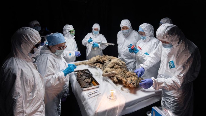 Ilmuwan Rusia Temukan Bangkai Serigala Berusia 44 Ribu Tahun, Ini Potretnya Scientists perform an autopsy of an ancient wolf, frozen in permafrost for more than 44,000 years and found by locals in Yakutia, at the laboratory of the North-Eastern Federal University in Yakutsk, Russia June 18, 2024. Michil Yakovlev/North-Eastern Federal University/Handout via REUTERS THIS IMAGE HAS BEEN SUPPLIED BY A THIRD PARTY. NO RESALES. NO ARCHIVES. MANDATORY CREDIT.