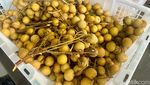 Yummy! Jajan Banana Pancake dan dan Es Longan Thailand Viral